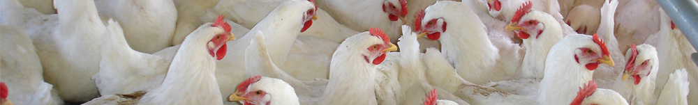 Commercial Broiler Farms Banner